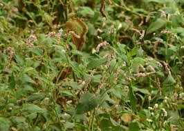 Image result for Persicaria decipiens