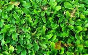 Tumbuhan yang memiliki nama asli pennisetum purpureum cv. Si Rumput Gajah Yang Mini Halaman 1 Kompasiana Com