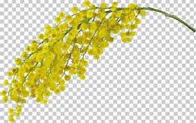 Acacia Dealbata Flower Wax Best Flower Wallpaper