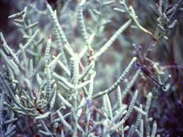 Image result for Sarcocornia natalensis