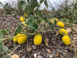 Image result for Cucumis quintanilhae