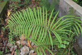 Image result for Amblovenatum opulentum