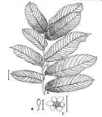 Image result for Uvaria angolensis