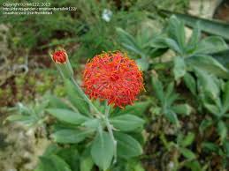 Image result for Kleinia abyssinica