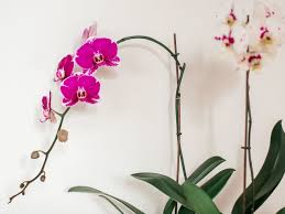 We did not find results for: How To Repot Epiphytic And Terrestrial Orchids