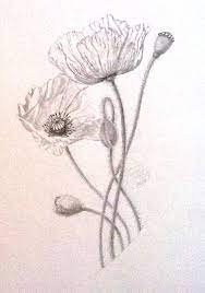 5 out of 5 stars. Poppy Pencil Drawing On 155gsm Cartridge Paper Poppy Art Botanical Illustration Floral Illustrations