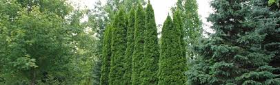 We did not find results for: Arborvitae For Screening Melinda Myers