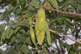 Image result for Secamone stuhlmannii