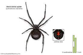 The spider is black and shiny in color with a rounded tail segment. 9 Of The World S Deadliest Spiders Britannica