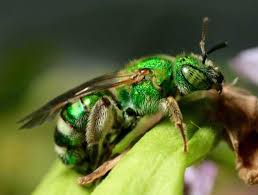 Sonnybee On Twitter Bee Plant Insects Animals