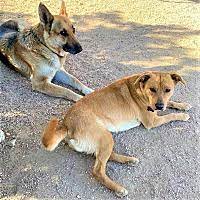 Our petmatch tool matches your preferences with pet personality traits to find you the perfect pet! Adopted Pets At Alpha Dog Pet Rescue Henderson Nv In Henderson Nevada