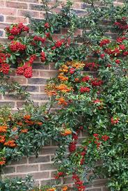 Two Firethorn Vines On Brick Wall Red And Orange Plant Flower Stock Photography Gardenphotos Com Wall Climbing Plants Plants Planting Flowers