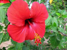 Drying hibiscus flowers from your garden is a great way to make use of these beautiful flowers before they start to fade. Uses Of Hibiscus In Ayurveda Ayurveda Bansko