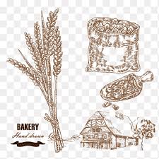 Drawing Wheat Cereal Illustration Wheat Farm Illustration Oat Illustrator Png Pngegg Download all photos and use them even for commercial projects. drawing wheat cereal illustration
