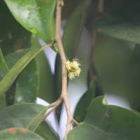 Image result for Chaetocarpus