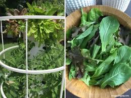 This is a separate part of the company but a popular one that encourages families to grow their own fruits and vegetables in a using aeroponics—the same technology nasa uses—tower garden grows plants with only water and nutrients rather than dirt. Tower Garden A Cup Full Of Sass