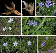 Image result for Wahlenbergia krebsii
