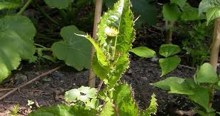 Image result for Sonchus integrifolius