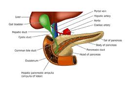 The endocrine portion, called the islets of langerhans, contains cells that secrete the microscopic anatomy of the liver, however, unlike that of the pancreas and gallbladder, is difficult to understand. Pancreas Stock Photos And Images 123rf
