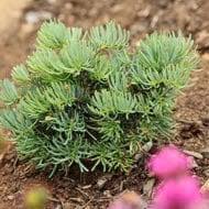 Image result for Buxus acutata