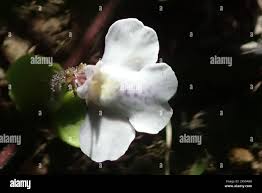 Image result for Diclis reptans