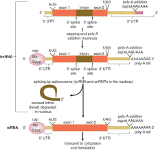 Imp Posttranscriptional Processing Hnrna Mrna How To Remove Mcat Long Tail