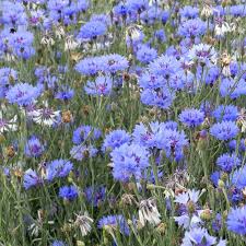 We did not find results for: Summer Annuals