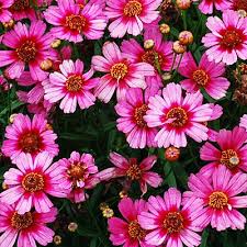 Pin On Garden Party