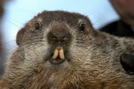 Groundhogs are also referred to as woodchucks or whistle pigs. Facts About Groundhogs Live Science