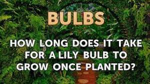 Is it a month, a year or perhaps longer? How Long Does It Take For A Lily Bulb To Grow Once Planted Youtube