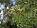 Image result for Julbernardia globiflora