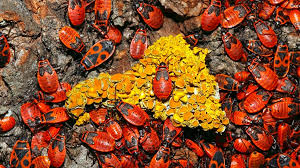 Die insekten besitzen sechs beine, zwei lange fühler, einen kräftigen saugrüssel und zwei nach hinten gerichtete röhrchen, die sogenannten siphonen. Feuerwanzen Was Fressen Feuerwanzen Und Sind Sie Gefahrlich Bayern 1 Radio Br De