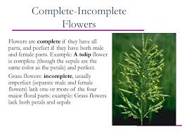 The part of the plant, usually at the bottom of the flower, that has the seeds inside and turns into the fruit that we eat. Section 22 2 Reproduction In Flowering Plants Ppt Download