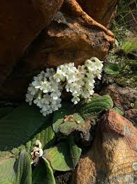 Image result for Streptocarpus eylesii × michelmorei