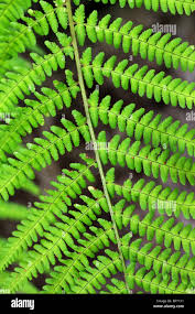 Image result for Dennstaedtiaceae