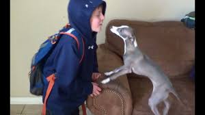 We are a member club of the american kennel club. Italian Greyhound Loves Her Boy Youtube