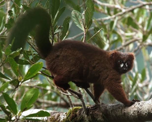 Red Bellied Lemur facts