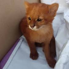 Jovem Adota Felino Selvagem Pensando Que Era Um Gato Domestico Emais Estadao