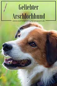 geliebter arschlochhund hunde hundegeschichten hunde erziehen