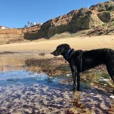 Jul 09, 2021 · visit seacoast veterinary group in imperial beach! Seacoast Veterinary Group 42 Photos 90 Reviews Veterinarians 600 Palm Ave Imperial Beach Ca Phone Number