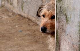 home4dogs home4dogs