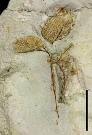 Image result for Marsilea subterranea