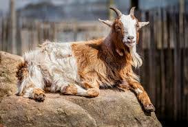 Seis pequeñas cabras pigmeas indican su placer cabras enanas tomando el biberón. Complicaciones En El Parto De Cabras Enanas Lifehacks De Luisa Olvera