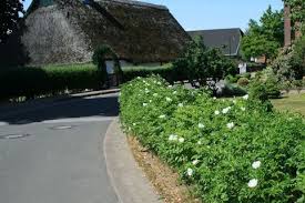 Weisse Apfelrose Alba Kartoffelrose Hagebutte Rosa Rugosa Alba Baumschule Horstmann Apfelrosen Kartoffelrose Hagebutte