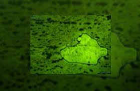  parenchyma cells are usually depicted as the typical plant cell because they are not very specialized. Preparation Of Laser Microdissected Plant Cell And Tissue Material For Microchemical Analysis Learn Share Leica Microsystems