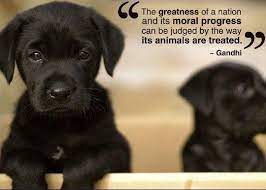  Geniusvets On Twitter Animal Lover Quotes Dog Quotes Animal Quotes