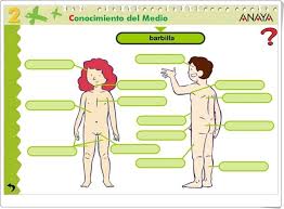 Actividades interactivas de matematicas para preescolar. Partes Del Cuerpo Humano Actividad Interactiva De Ciencias Naturales De Primaria Cuerpo Humano Partes Del Cuerpo Humano Actividades Interactivas