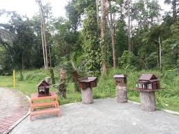 Silver birch (betula pendula) betula pendula. Taman Botani Negara Shah Alam Picture Of Taman Botani Negara Shah Alam Tripadvisor