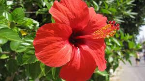 Hibiscus flowers are edible, and they taste amazing! Fireweed Dandelion Hibiscus Flowers And Plants That You Did Not Know Are Edible