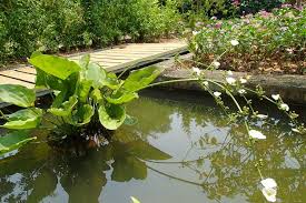 Image result for Ranalisma